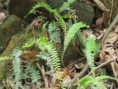 Adiantum malesianum