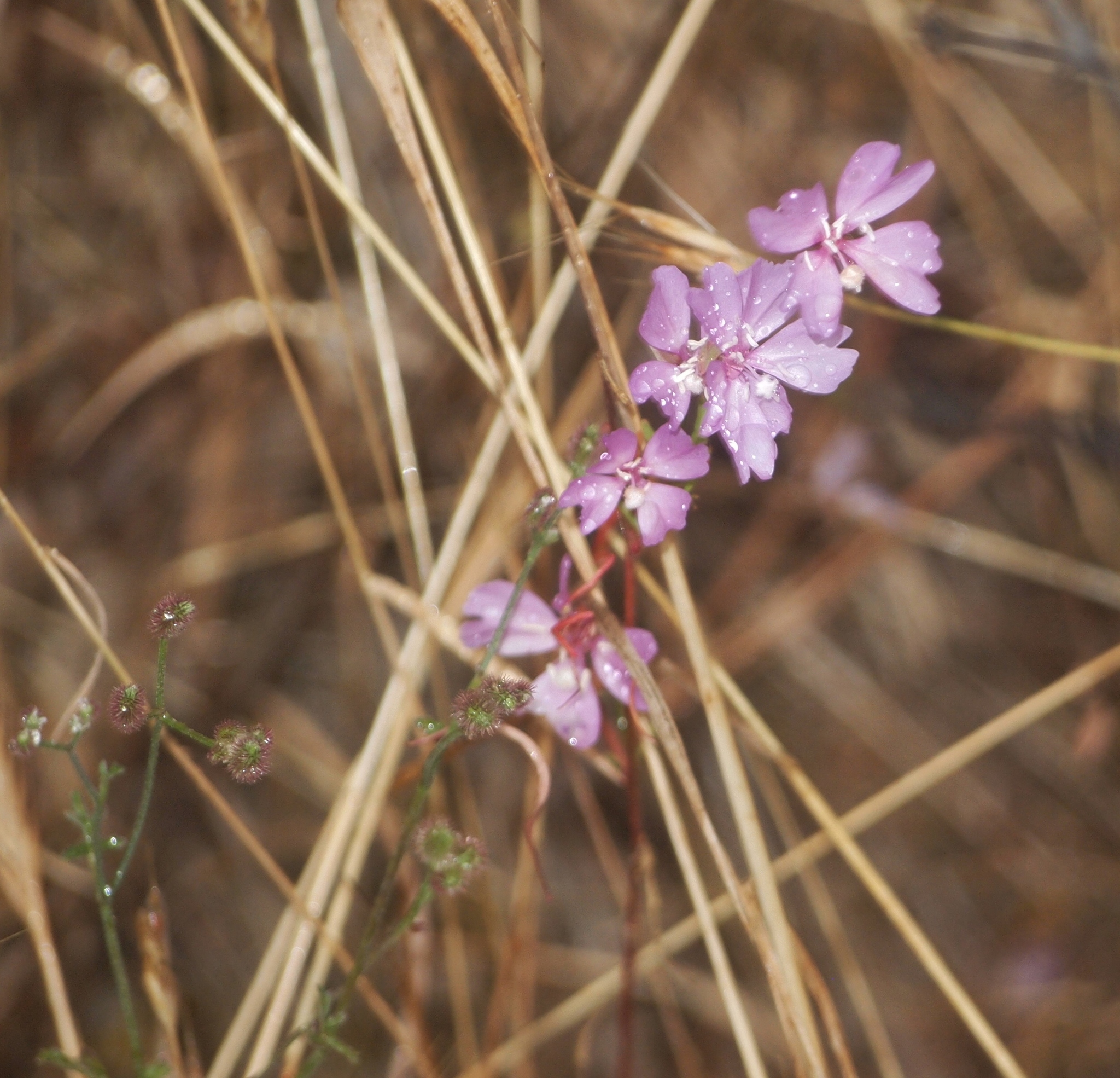 Clarkia biloba ssp. brandegeeae