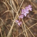 Clarkia biloba brandegeeae - Photo 由 J. Maughn 所上傳的 (c) J. Maughn，保留部份權利CC BY-NC