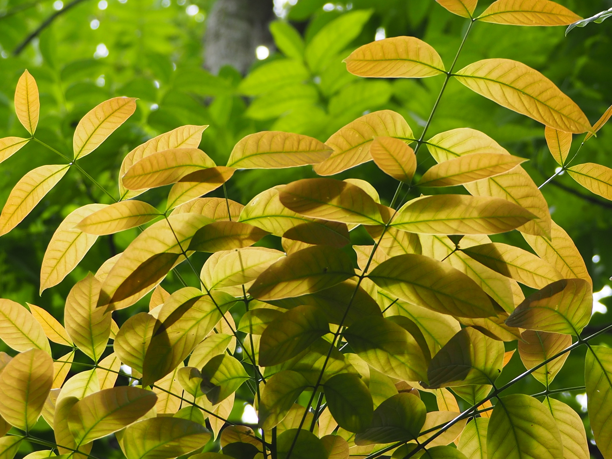 Florcitas, Flor de la Caoba. Especie nativa de / Native to:…