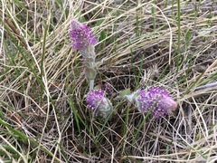 Veronica wyomingensis