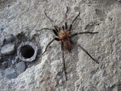 Acanthogonatus