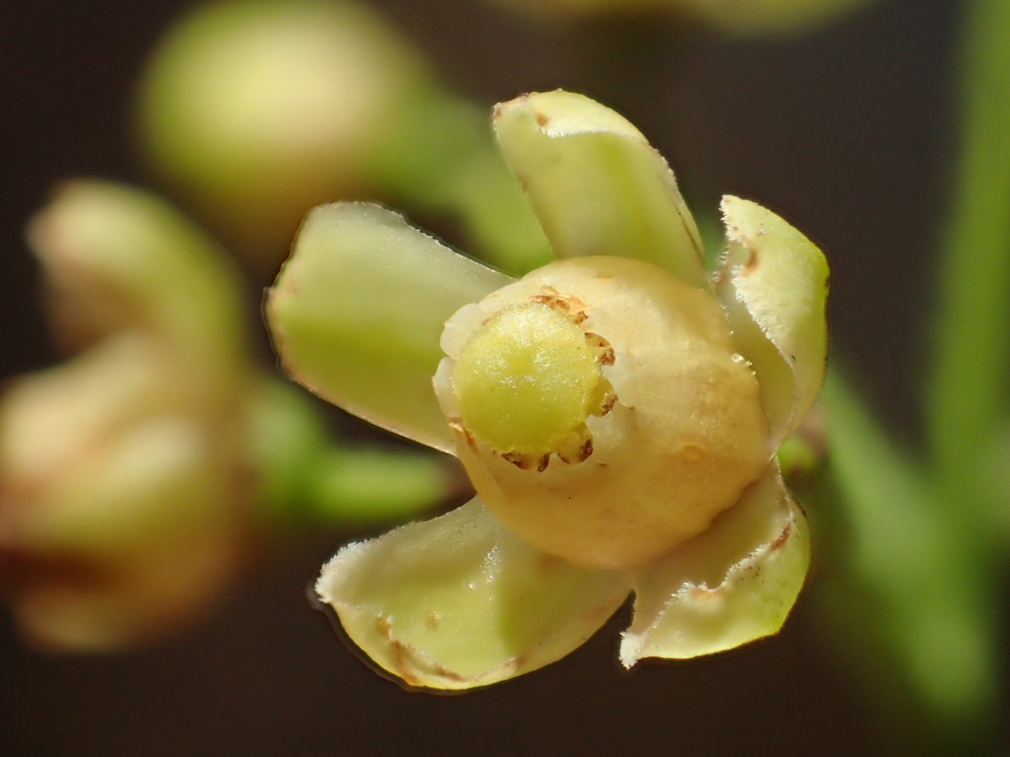 Swietenia macrophylla