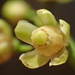 Swietenia macrophylla - Photo (c) 葉子, μερικά δικαιώματα διατηρούνται (CC BY-NC), uploaded by 葉子