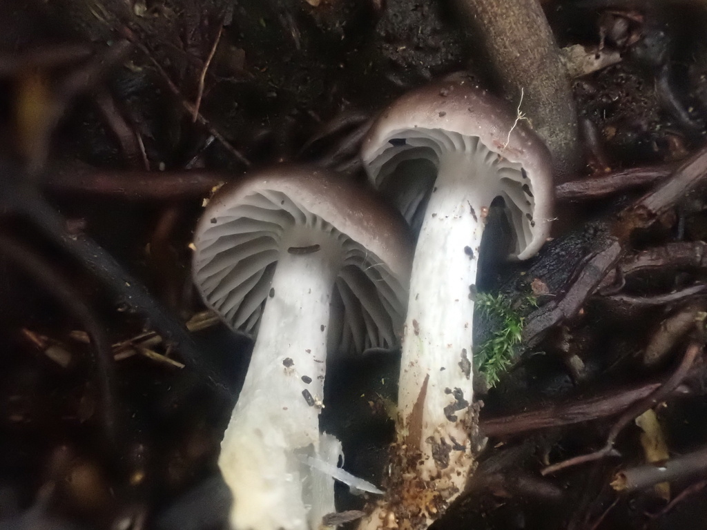 Cuphophyllus griseorufescens