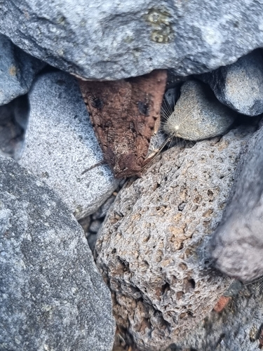 Photo of Variegated Cutworm Moth (Peridroma saucia)