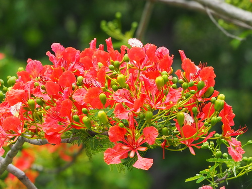 Delonix regia