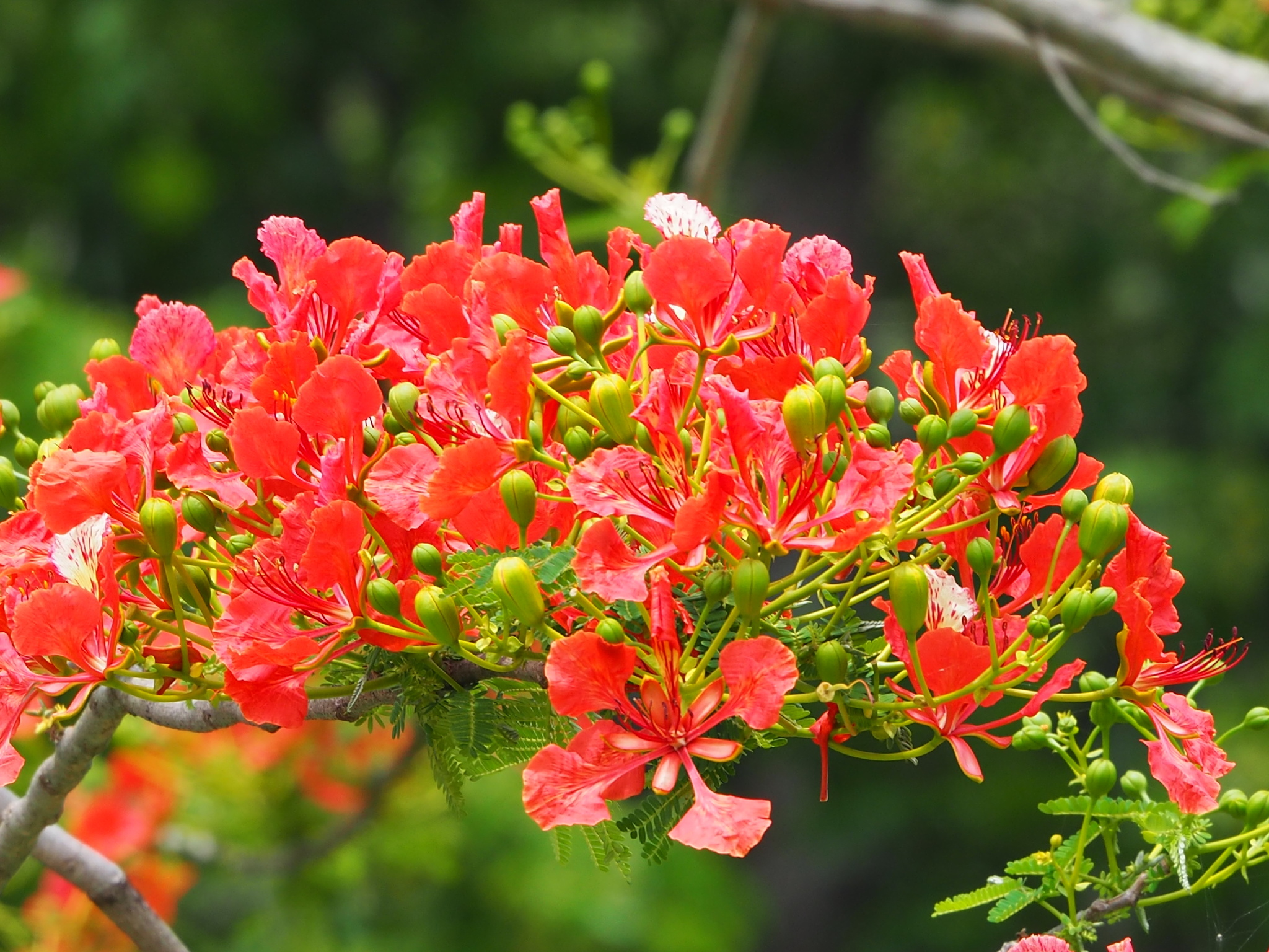 Delonix regia (Bojer ex Hook.) Raf. 4