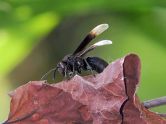 Parachartergus apicalis