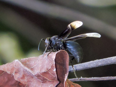 Parachartergus apicalis