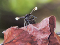 Parachartergus apicalis
