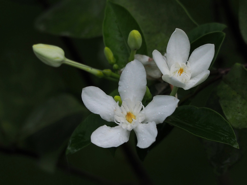 Mai vạn phúc (Wrightia antidysenterica)