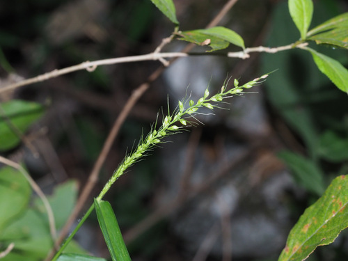 Setaria chondrachne iNat (3)
