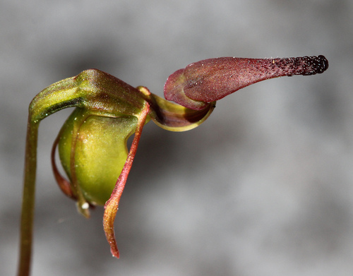 Hort's Duck Orchid (Caleana hortiorum)