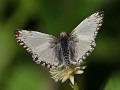 Heliopetes omrina