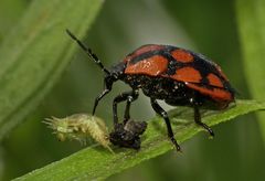 Stiretrus decastigmus