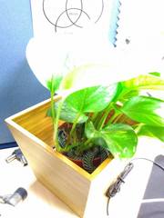 Chrysopelea paradisi