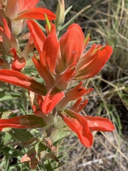 Castilleja integra