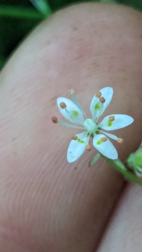 Image of Micranthes caroliniana by (c) dsiripoonsup, some rights reserved (CC BY)