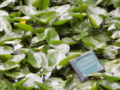 Nuphar japonica