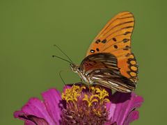 Dione vanillae maculosa