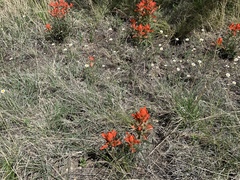 Castilleja integra