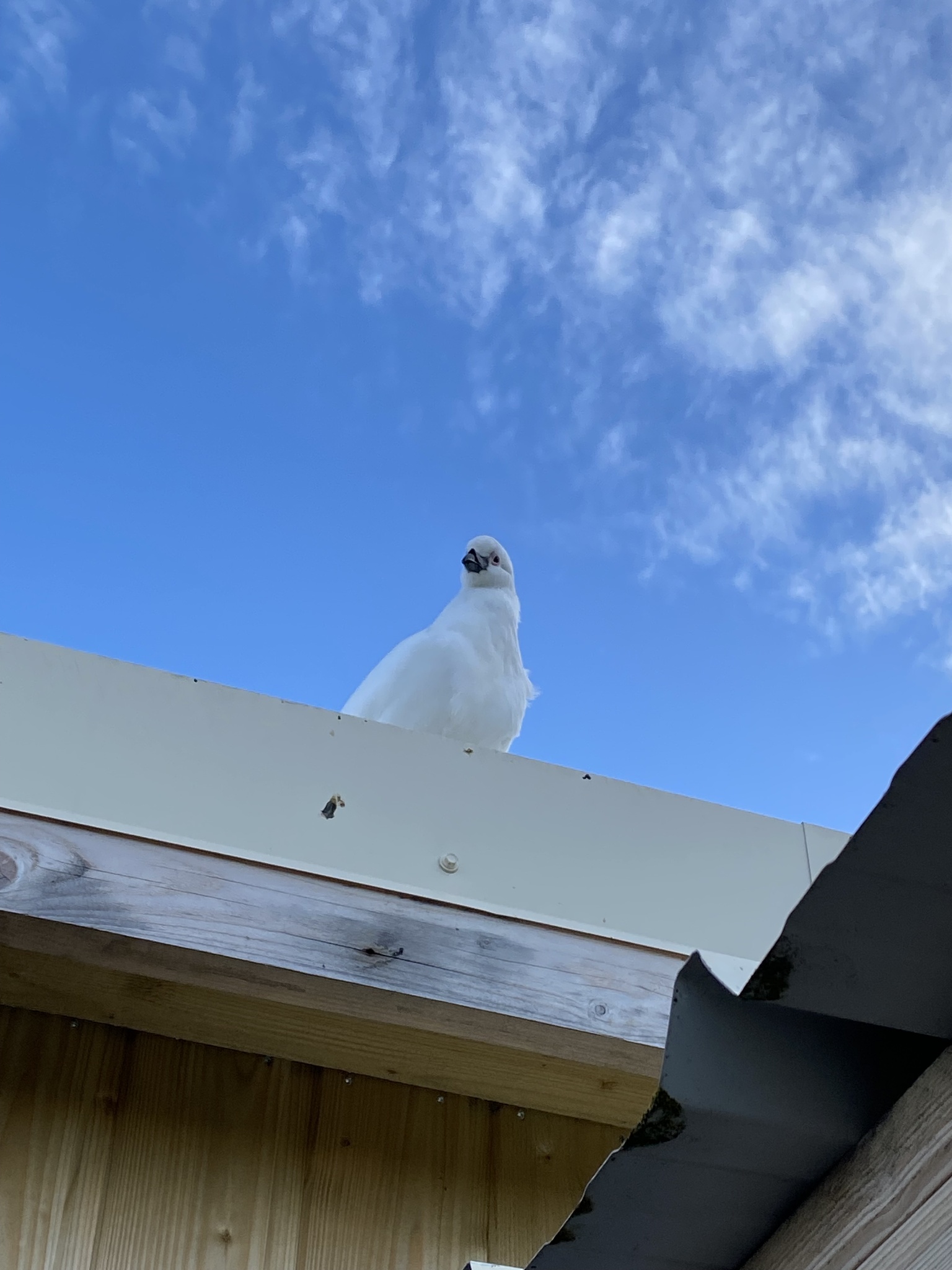 Black-faced Sheathbill (Chionis minor), photo 6