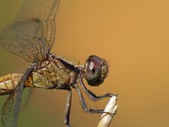 Erythrodiplax melanorubra