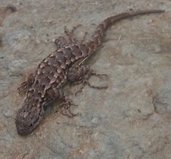 Sceloporus occidentalis occidentalis