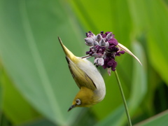 Swinhoe's White-Eye photo 5