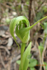 Pterostylis oliveri