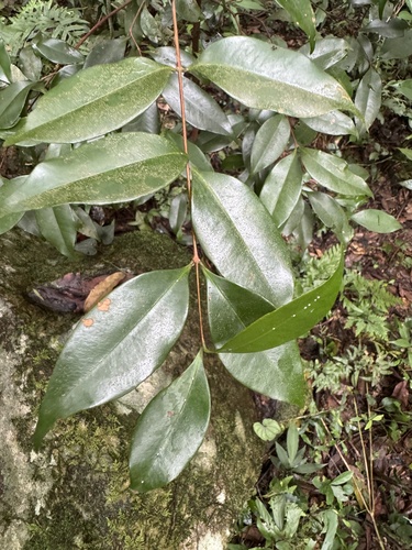 Syzygium hancei observed 2024-05-26