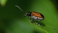 Neolema dorsalis orbignyi