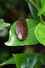 Rhabdoblatta sinensis