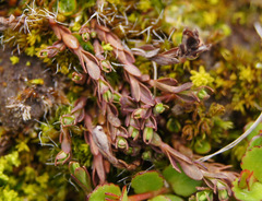 Hypericum minutiflorum
