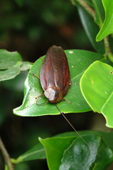 Rhabdoblatta sinensis