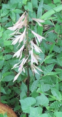 Cremastra appendiculata, photograph mami_t_t, CC BY, iNaturalist via GBIF