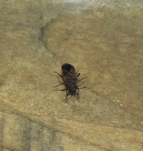 Elm Seed Bug, Vlashof, 5011 Tilburg, Netherlands, photo 8 of 10