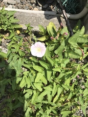 Calystegia pubescens