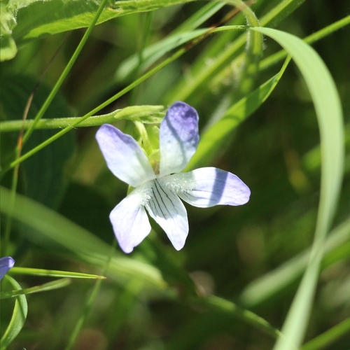 Image of Viola elatior by (c) Petro Miroshnyk, some rights reserved (CC BY)