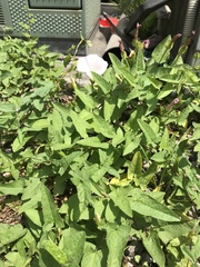 Calystegia pubescens