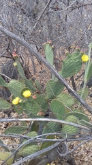 Opuntia caboensis