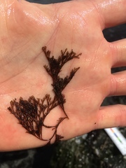 Microcladia borealis