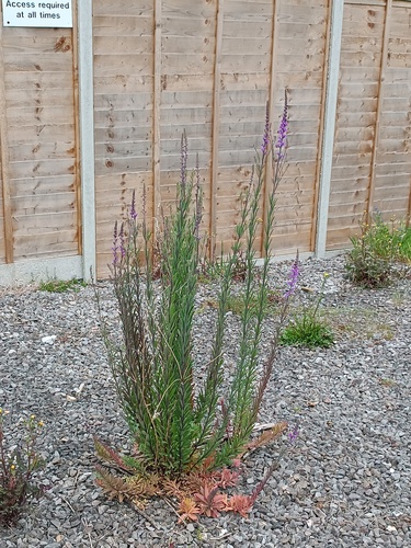 Linaria purpurea