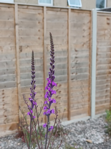 Linaria purpurea