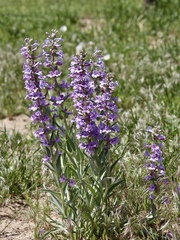 Penstemon angustifolius