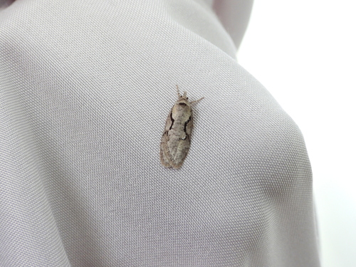 Packard's Concealer Moth photo 2