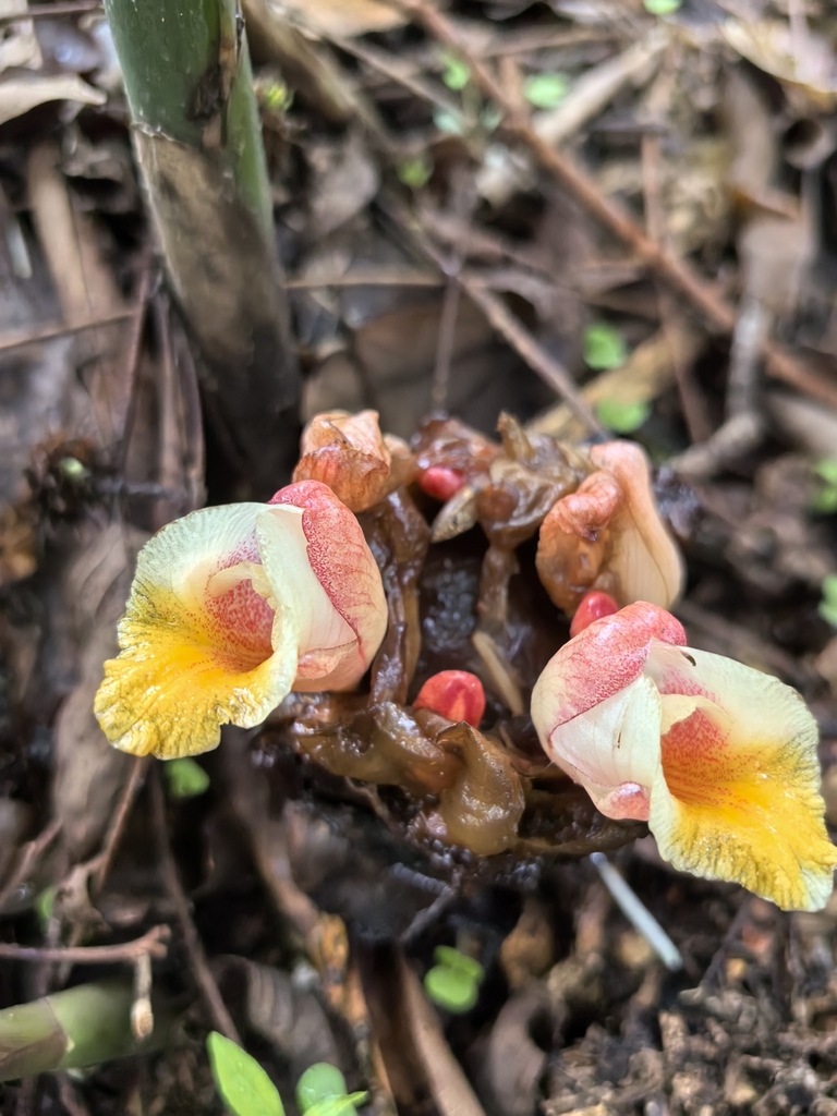 Meistera verrucosa (Meistera verrucosa)