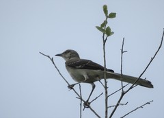 Mimus polyglottos image