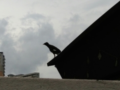 Acridotheres tristis